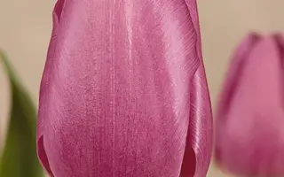 Blue Beauty / Блу Бюти