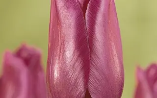 Blue Bell / Блуэ Бэлл