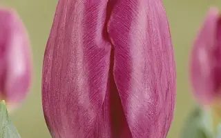 Blue Champion / Блу Чемпион