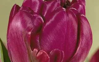 Blue Diamond / Блу Даймонд