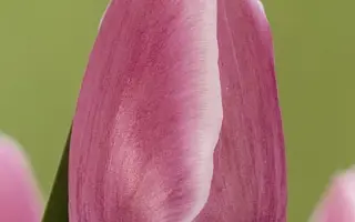 Blue Eyes / Блу Айсес