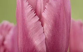 Blue Heron / Блу Херон