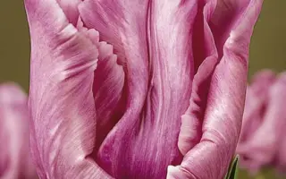 Blue Parrot / Блу Паррот