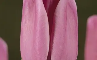 Blue Pearl / Блуэ Пэарл