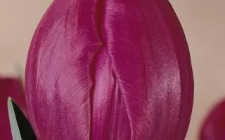 Blue Ribbon / Блуэ Риббон