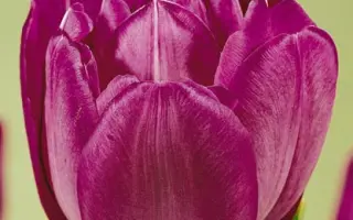 Blue Spectacle / Блу Спектакль