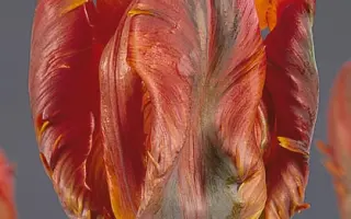 Blumex / Блумэкс