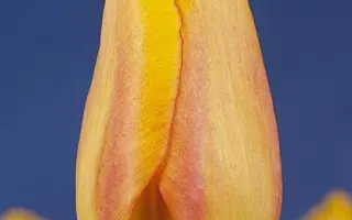 Blushing Apeldoorn / Блушинг Апэлдоорн