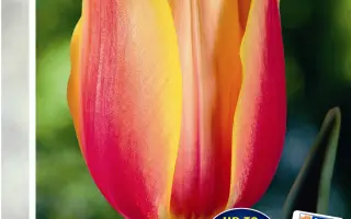 Blushing Beauty / Блушинг Бюти