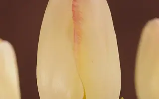 Blushing Bride / Блушинг Бридж