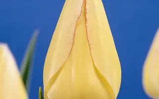 Blushing Girl / Блушинг Герл