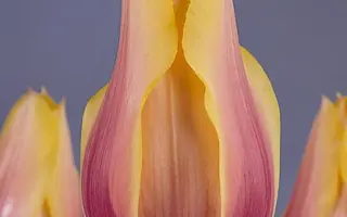 Blushing Lady / Блушинг Лади