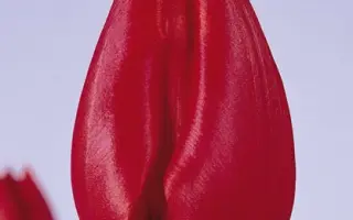 Blushing Valery / Блушинг Валерия