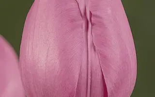 Boccherini / Боччерини