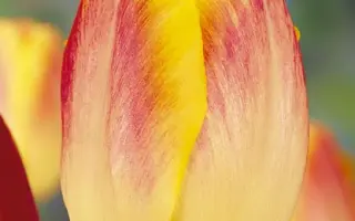 Bodyguard / Бодигуард