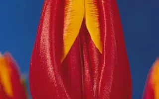 Bolivia / Боливиа