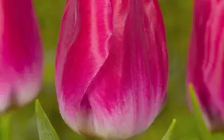 Bolroyal Pink / Болроял Пинк