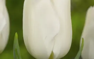 Bolroyal Silver / Болроял Сильвер