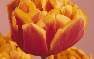 Bonanza / Бонанза