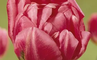 Bonsoir / Бонсоир