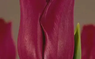 Bordeaux / Бордэукс