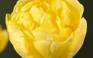 Boule d'Or / Боулэ д'Ор