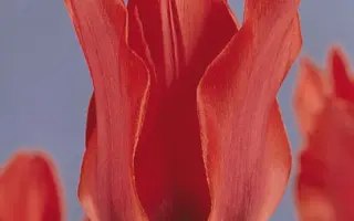 Boutade / Боутадэ