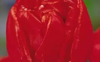 Bravissimo / Брависсимо