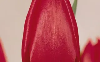 Bravour / Бравоур