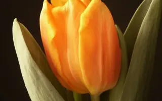 Bright Irene / Брайт Ирэн