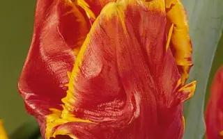 Bright Parrot / Брайт Паррот