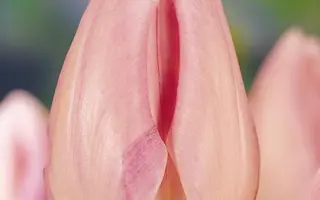 Bright Pink Lady / Брайт Пинк Леди