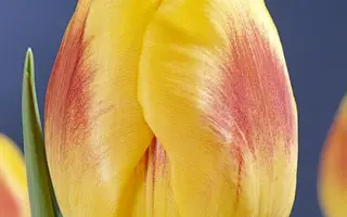 Brigitta / Бригитта