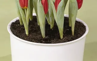 Brilliant Star / Бриллиант Стар