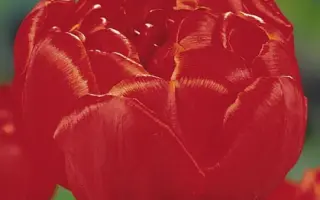 Brunello / Брунэлло