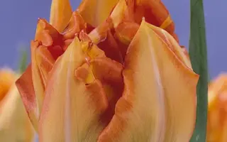 Bruno Liljefors / Бруно Лилефорс