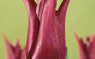 Burgundy / Бургундь