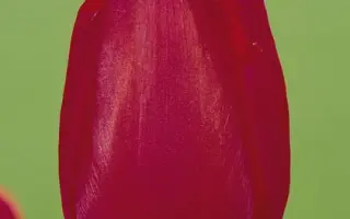 Burgundy Lace / Бургунди Лейс