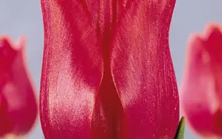 Burning Desire / Бурнинг Дезайр