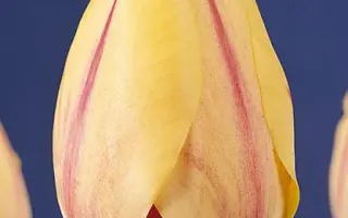 Burning Heart / Бурнинг Хеарт