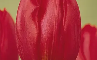 Burning Love / Бурнинг Ловэ