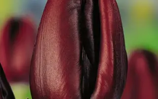 Caf Noir / Каф Ноир