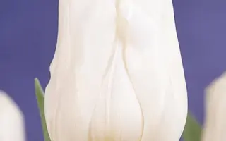 Calgary / Калгари