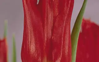 Calibra / Калибра