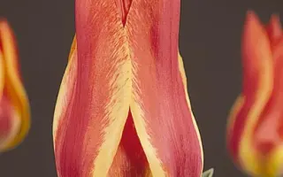 California Sun / Калифорния Сан