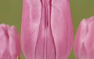 Calista / Калиста