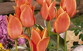 Calypso / Калипсо