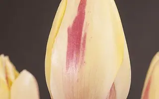 Camargue / Камаргуе