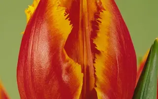 Canary / Канари