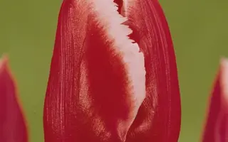 Canasta / Канаста